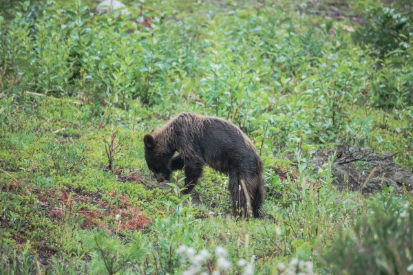 Bear   2 by Laurie Kindred